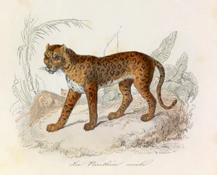 Illustration från boken "Buffons samlade verk": De fyrfotade djuren: La panthere (gravyr)