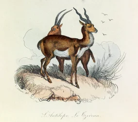 Illustration från boken "Buffons samlade verk": De fyrfotade djuren: L