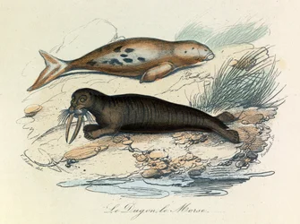 Illustration från boken "Buffons samlade verk": De fyrfotade djuren: Le dugon et le walrus (gravyr)