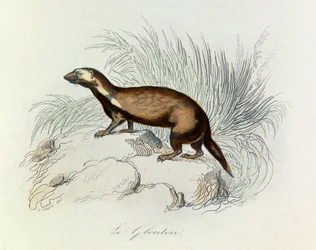 Illustration från boken "Buffons samlade verk": De fyrfotade djuren: Le glouton (gravyr)