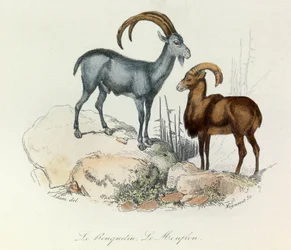 Illustration från boken "Buffons samlade verk": De fyrfotade djuren: Stenbocken och mufflon (gravyr)
