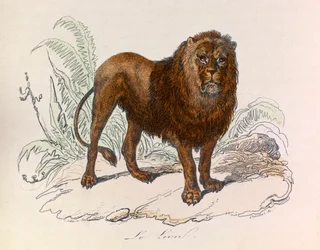 Illustration från boken "Buffons samlade verk": De fyrfotade djuren: Lejonet (gravyr)