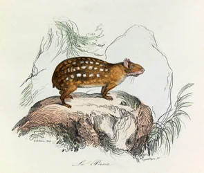 Illustration från boken "Buffons samlade verk": De fyrfotade djuren: Le paca (gravyr)