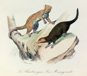 Illustration från boken "Buffons samlade verk": De fyrfotade djuren: Le phalanger et la mangouste (gravyr)