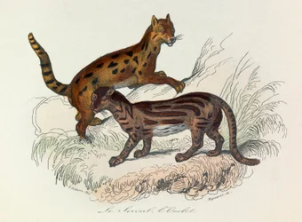 Illustration från boken "Buffons samlade verk": De fyrfotade djuren: Le serval et l