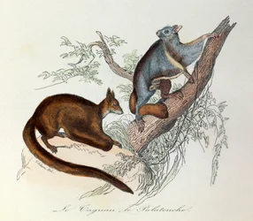 Illustration från boken "Buffons samlade verk": De fyrfotade djuren: Le taguan et le polatouche (gravyr)