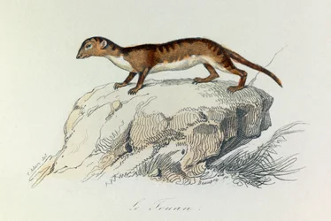 Illustration från boken "Buffons samlade verk": De fyrfotade djuren: Le touan (gravyr)