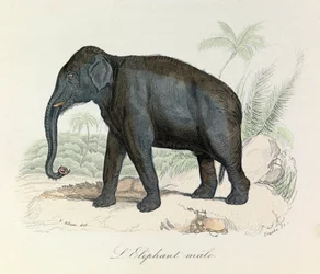 Illustration från boken "Buffons samlade verk": De fyrfotade djuren: L