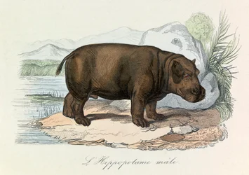 Illustration från boken "Buffons samlade verk": De fyrfotade djuren: L