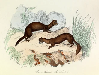 Illustration från boken "Buffons samlade verk": Les animaux: La marte et le fertois (gravyr)