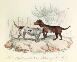 Illustration från boken "Buffons samlade verk": Les animaux: Le basset a torso legs et le basset a straight legs (gravyr)