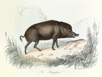 Illustration från boken "Buffons samlade verk": Les animaux: Vildsvinet (gravyr)