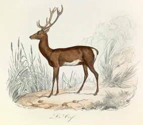 Illustration från boken "Buffons samlade verk": Les animaux: Le cerf (gravyr)