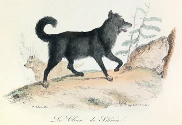 Illustration från boken "Buffons samlade verk": Les animaux: Le chien de Siberie (gravyr)