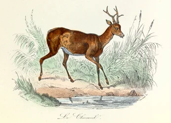 Illustration från boken "Buffons samlade verk": Les animaux: Le deer (gravyr)