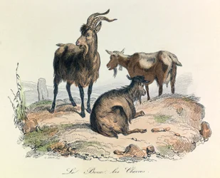 Illustration från boken "Buffons samlade verk": Les animaux: Le goat et les goats (gravyr)
