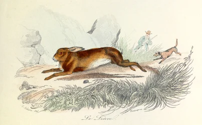 Illustration från boken "Buffons samlade verk": Les animaux: Le hare (gravyr)