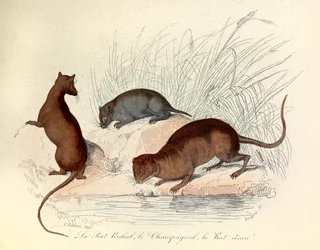 Illustration från boken "Buffons samlade verk": Les animaux: Le rat perchat, le vole et le rat d