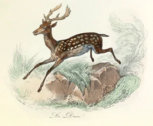 Illustration från boken "Buffons samlade verk": Les animaux: Le mocka (gravyr)