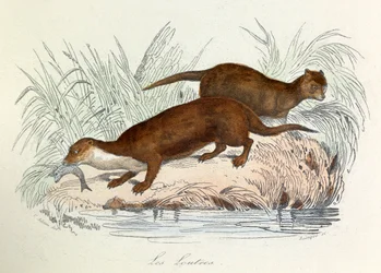 Illustration från boken "Buffons samlade verk": Les animaux: Les ottres (gravyr)