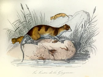 Illustration från boken "Buffons samlade verk": Les animaux domestiques: La otter de Guiana (gravyr)