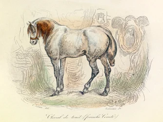 Illustration av Franc Comtois-häst, klassificerad av Linneene och Cuvier (gravyr)