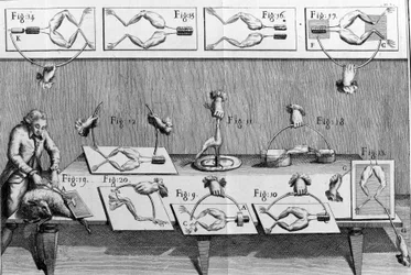 Illustration av experiment av Luigi Galvani, italiensk fysiker och läkare (1737 - 1798) som förklarar passagen av elektrisk ström som rör benen på en groda.