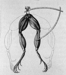 Illustration av experiment av Luigi Galvani, italiensk fysiker och läkare (1737 - 1798) som förklarar passagen av elektrisk ström som rör benen på en groda.