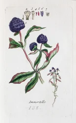 Immortelle (Amarantin, Gomphrena globose)