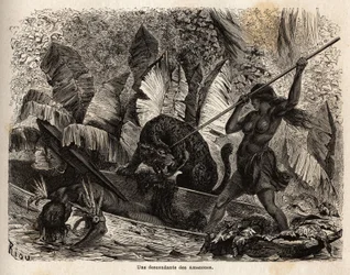 Indiska ticuna (Peru) attackerar med ett spjut en tiger som precis hoppade in i sin kanot och skadade sin följeslagare, ticunas i Nhamondas River är välrenommerade för sina krigarfruar, så de första resenärerna och lärde som observerade dem kallade dem Ama
