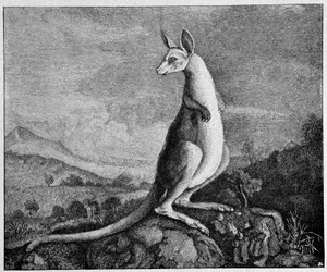 Känguru från teckningen av kapten Cook som upptäckte honom i Australien - från en kopparstick från 1774