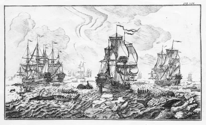 La chasse à la caleine - gravyr i "" Klassisk redogörelse för den artiska valfångstindustrin"" av Cornelis Zorgdrager