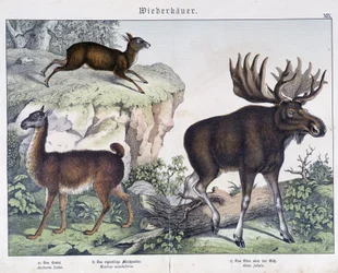 Lama, älg (älg) - i "" Natural histories of mammals"", red. Schreiber