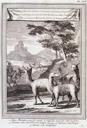 Lamas of Peru - i "" Historical Journey of South America utförd på order av kungen av Spanien av Don George Juan och Don Antoine de Ulloa", T.1, vid C.A. Jombert, Librairie du Roi, Paris