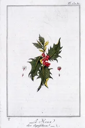 The Holly (Ilex Aquifolium) - i "Övningar i botanik för bruk av handlare", skriven av J.C. Philibert, Imprimerie de Crapelet, Paris