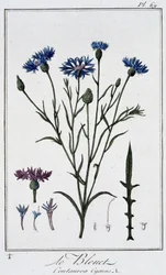 Blåklinten (Centaurea Cyanus) - i "Övningar i botanik för handelsmännens bruk", skriven av J.C. Philibert, Imprimerie de Crapelet, Paris