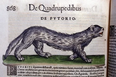 Le fertois - i Historia Animalium av Conrad Gesner (1516 - 1565), Tiguri