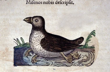 Le harle marin i Historia Animalium de Conrad Gesner (1516 - 1565), Tiguri