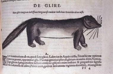 Le loir i Historia Animalium av Conrad Gesner (1516 - 1565), Tiguri
