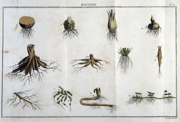 Les Roots: i "" Flora Françoise, eller en kort beskrivning av alla växter som växer naturligt i Frankrike, ordnade enligt en ny analysmetod till vilken vi bifogar citatet om deras minst tvetydiga dygder inom medicin och deras användbarhet i t.