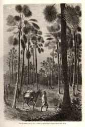 Löjtnant Mages karavan går mot Niger och korsar en skog av jättelika palmer i provinsen Damfa, Mali. Gravyr för att illustrera resan till västra Sudan av löjtnant (marinen) M. Mage, 1863-1866, publicerad i "Le tour du monde, nouve