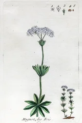 Lily of the Valley eller Sweet Woodruff