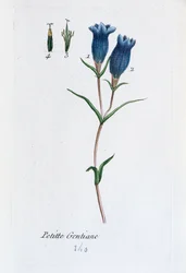 Liten gentiana (Marsh Gentian