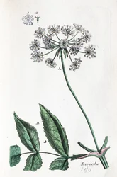 Kärleksört