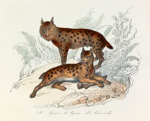 Lynx och Canada lynx, två fyrfota däggdjur, klassificerade av Linneene och Cuvier (gravyr)