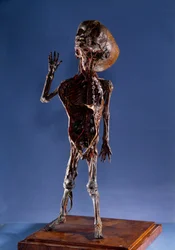 Medicin: skalfigur. 1700-tals privatsamling
