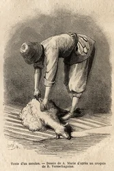 Att klippa ett får av en ung tatarisk man i Schusha (Transkaukasien, Ryssland). Gravyr för att illustrera resan i provinserna i Kaukasus, av Basile Vereschaguine, 1864-1865, publicerad i "" le tour du monde", under ledning av D