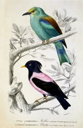 Naturhistorisk skylt: Fåglar: Rollier commun et martin rose - i "" Works of Buffon, T.5, ed. Fume Jouvet & Cie