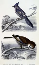 Natural History Plate: Birds: The Blue Jay of North America and the Common Jay - i "" Works of Buffon, T.5, ed. Fume Jouvet & Cie