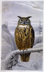 Natural History Plate: Owl: The Grand Duke (Grand Duke) - i "" Works of Buffon"", T.5, ed. Fume Jouvet & Cie